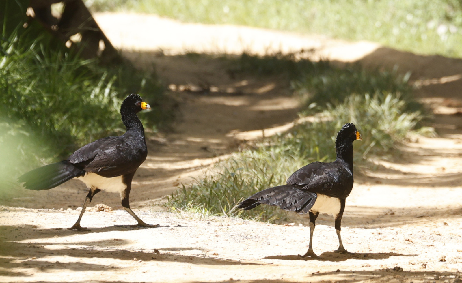image Black Curassow